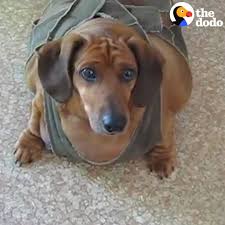 The b vitamins are mainly involved in enzyme systems that increase. The Dodo Obese Dachshund Loses 50 Pounds Facebook