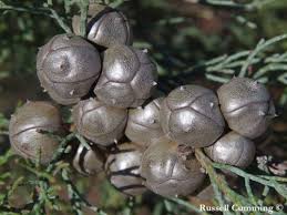 Image result for Callitris