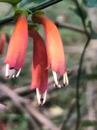 Image result for Halleria lucida