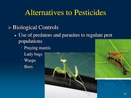 The praying mantis is one of the most loved of the insect world to humans and one of the most feared to other insects. Pest Control Ppt Download