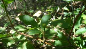 In order to maintain healthy levels of vitamin e, you need to ingest it through food or consume it as an oral supplement. Vaccinium Koreanum Wikipedia