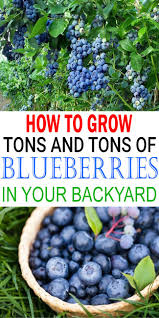 Anke tuinstra junior regulatory affairs officer. How To Grow Blueberries Blueberry Gardening Growing Blueberries Blueberry Plant