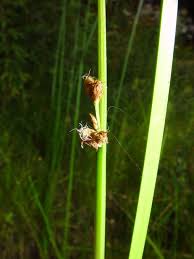 Image result for Fuirena welwitschii