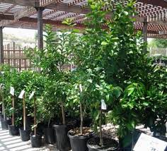 You'll want to stretch out on the covered patio and take in the beautiful southern utah sunsets while. The Diverse Plants Of St George Utah Buy Or Sell St George City Homes