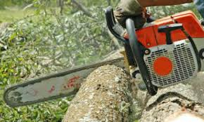 Maybe you would like to learn more about one of these? Tree Removal Cleveland Tree Removal Cleveland Oh
