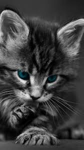 How to setup a wallpaper android. Cat Phone Wallpapers Top Free Cat Phone Backgrounds Wallpaperaccess