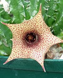 Image result for Huernia erectiloba