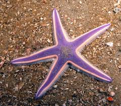 Our Classroom Family Starfish Facts Starfish Facts Starfish Purple