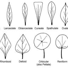 As a nasturtium leaf for example (left) Examples Of Leaf Shapes Download Scientific Diagram