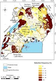 Image result for Rytigynia ruwenzoriensis
