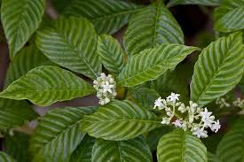 Image result for Psychotria heterosticta