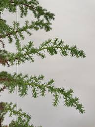 Image result for Cupressus macrocarpa