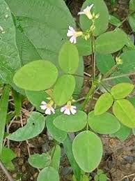 Image result for Oxalis barrelieri