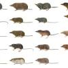 Voles are herbivores, eating up the tasty items in your lawn and garden. 1