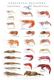 St Lawrence Shrimps Poster Crustacea Decapoda Description