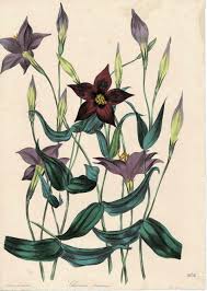 Image result for Chironia