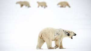 Is Warming Bringing A Wave Of New Diseases To Arctic Wildlife Yale E360