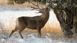 Er trat in die weser*, die tiere folgten ihm und ertranken im wasser. Winterbilder Hintergrund Tiere Ideen Canva Shoe Store