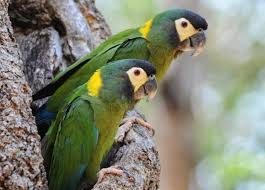 Eu sou o maracanã, templo do futebol, mas também pode chamar de sua casa. Maracana De Cuello Dorado Aves Exoticas