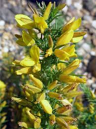 Image result for Ulex