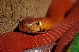 Som enkelte andre kobraer, kan den spytte gift for å forsvare seg; Www Zootierliste De