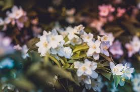 Aroma yang ada pada teh bunga melati dipercayai dapat memberikan efek relaksasi sama halnya dengan 13 manfaat bunga mawar untuk kesehatan dan kecantikan sehingga stress pun dapat hilang. Makan Melati Bisa Mempercantik Wajah Mitos Atau Fakta Dewiku Com