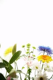 Odkryj winter flower daisy stockowych obrazów w hd i miliony innych beztantiemowych zdjęć stockowych, ilustracji i wektorów w kolekcji shutterstock. Here Are The Flowers That Will Be In Season On Your Wedding Date Which Would You Use Glamour