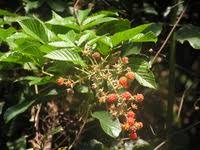 Image result for Rubus pinnatus