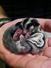 Sugar gliders are low maintenance pets. Adopt Pets Today In Inner City Cbd Bruma Gumtree Sugar Glider For Sale Sugar Glider Sugar Glider Pet