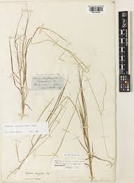 Image result for Digitaria longiflora