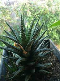 Zebra Plant Succulent Haworthia Fasciata Your Stunning Succulent Is Prized For Its Stiff Pointed Leaves With White Dotted Zebra Plant Sun And Water Foliage