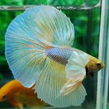 Pin On Beautiful Betta Fish