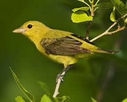 This bird apparently has no fear of stinging insects, often raiding wasp. Scarlet Tanager Migration Monday Birdnation