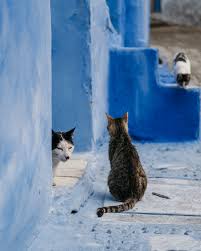 One of my cats spreads herself out in the kitchen doorway most days. Chefchaouen A City Of Cats The Lost Bumbler