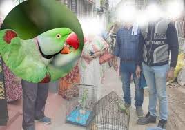 Alexandrine Parrot Legal In India | Indiamilletinitiative.Org