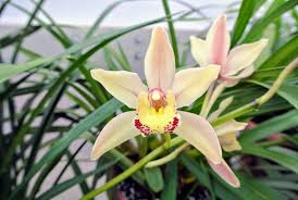 During the summer, standard cymbidiums are usually grown. Repotting My Cymbidium Orchids The Martha Stewart Blog