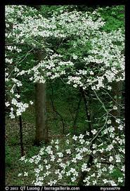 We did not find results for: Pin By B Leaver On This Is Our Tennessee Smoky Mountains Great Smoky Mountains National Park Dogwood Trees