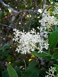 Image result for Chionanthus foveolatus