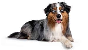 See puppy photos, health info & reviews. Why You Should Know The Remarkable Blue Merle Australian Shepherd K9 Web
