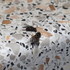 Viele fliegen nehmen dann schnell reißaus. Kleine Schwarze Fliegen Die Mich In Hundertscharen Belastigen