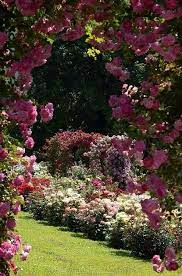 pin by sas fontana muller decoration on roses gorgeous gardens beautiful gardens pretty gardens