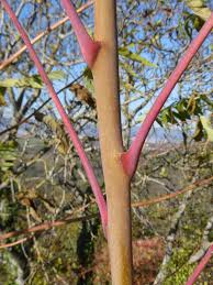 Image result for Ailanthus