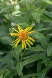 Image result for Pentanema indicum