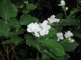 Maid of orlean dan duke of tuscany dikenali sebagai melur susun di negara kita bezanya duke. Bunga Melur Hot Pink Lover