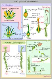 Life Cycle Of A Typical Moss Polytrichum Commune Wikipedia Biology Plants Biology Moss