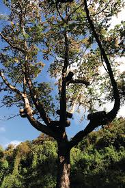 Image result for Hagenia abyssinica