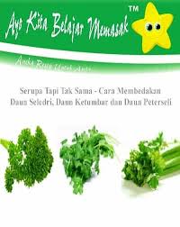 Daun sup dan daun ketumbar, sekilas pandang rupanya kelihatan sama. Cara Membedakan Daun Seledri Daun Ketumbar Dan Daun Peterseli Ayo Belajar Masak