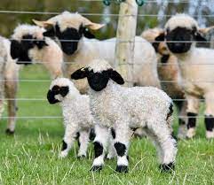 These Blacknose Sheep Are Real Eventhough They Look Like Stuffed Animals Cute Stuffed Animals Baby Farm Animals Cute Sheep