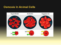 We did not find results for: Tonicity Hyperhypoisotonic Osmosis Just Like Other Particles Water