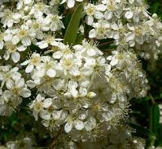 Image result for Hionanthera